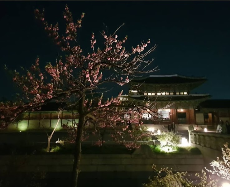 Night view of cherry blossoms near Gyeongbokgung Palace in Jongno