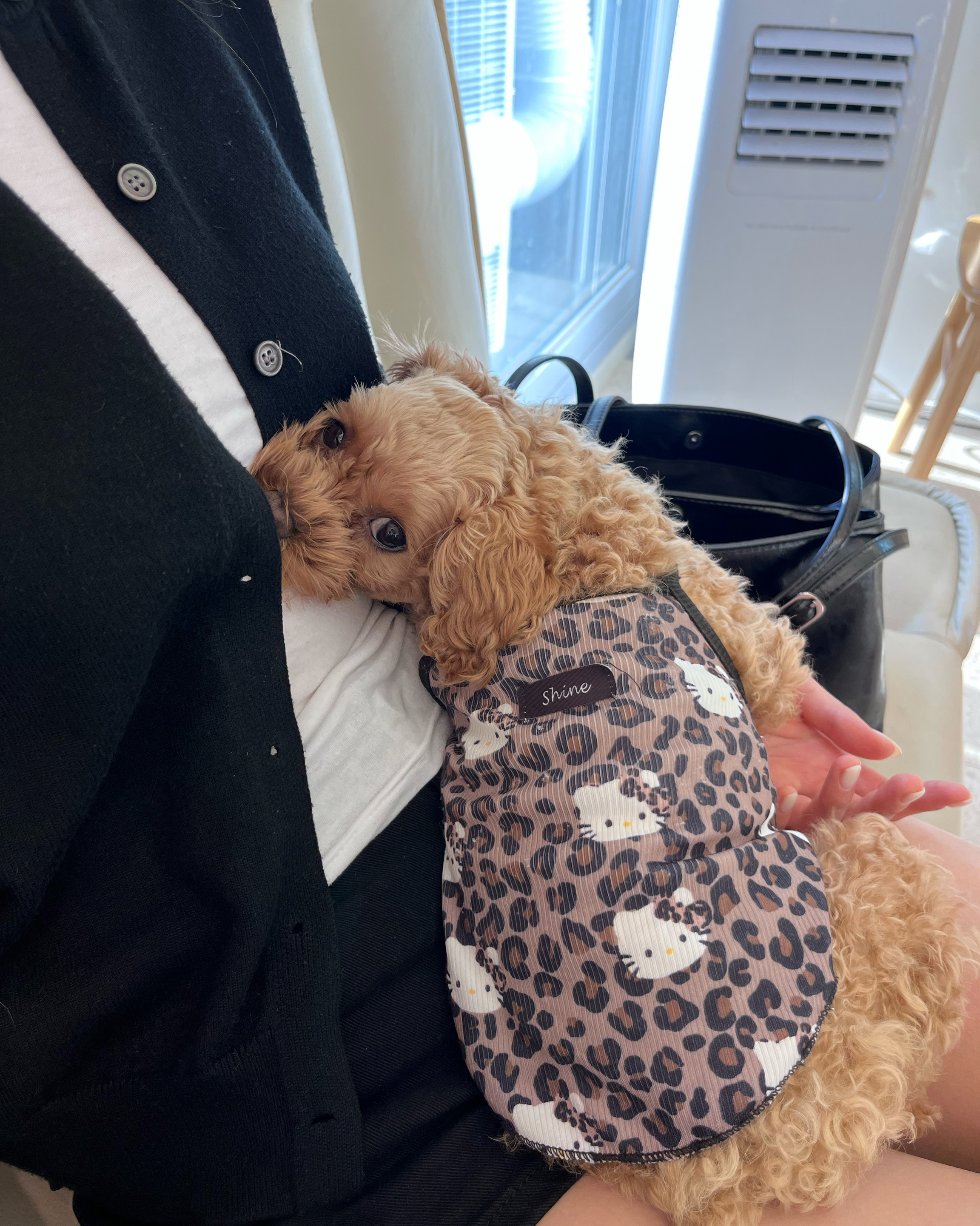 A small curly-haired puppy resting on a person's lap at the pet-friendly workshop studio.