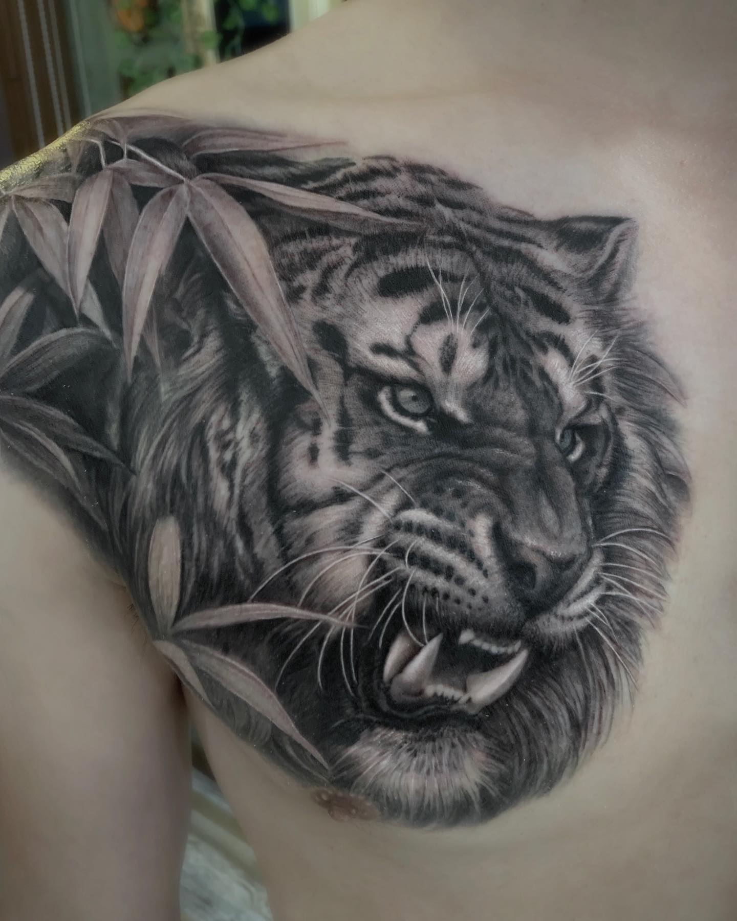 Detailed black and gray tattoo of a snarling tiger surrounded by bamboo leaves on a person's chest.