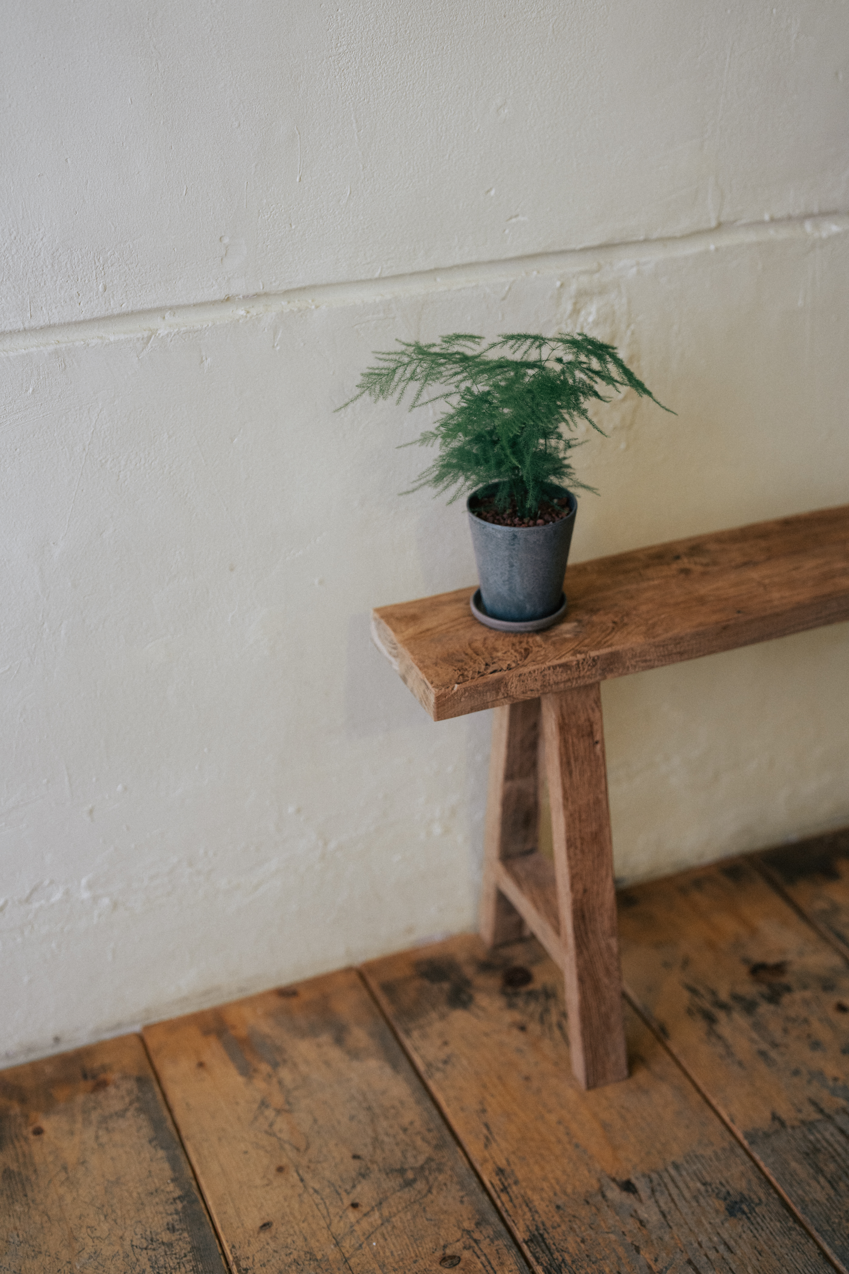 Minimalist interior of Stay Low with a wooden bench and green plant