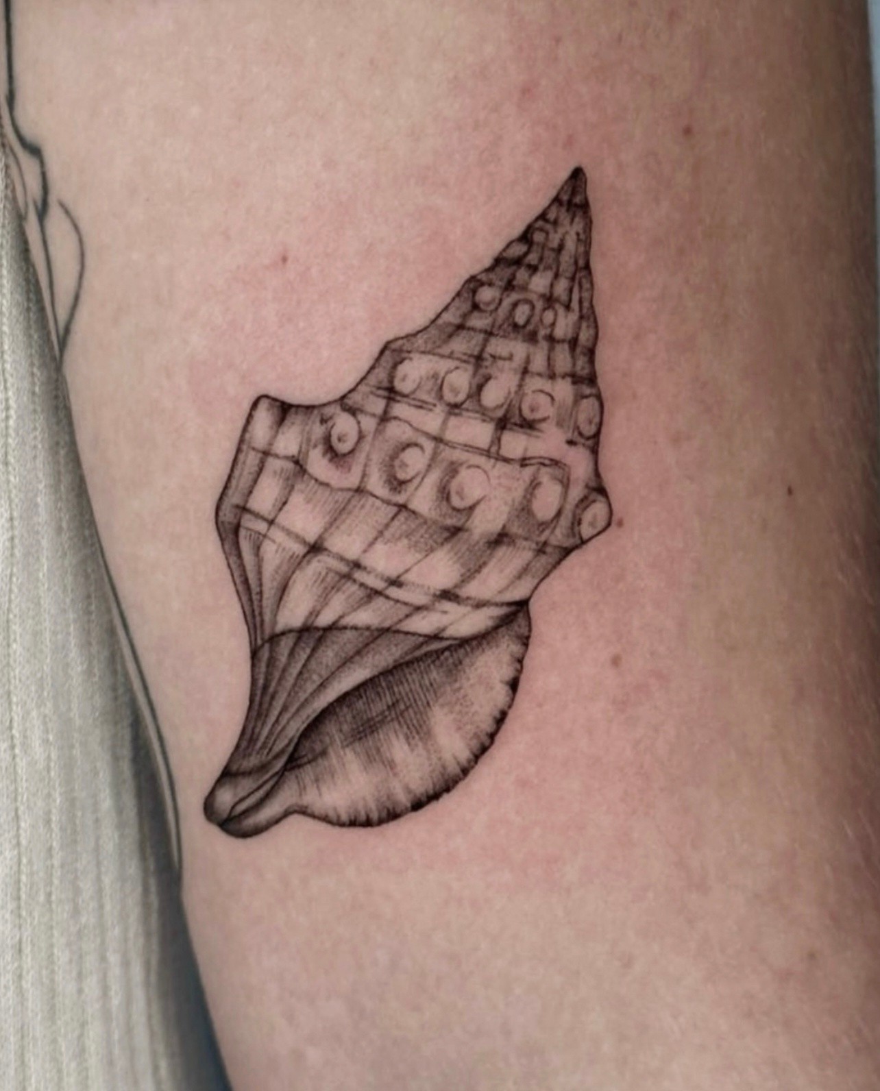 Fine-line black ink tattoo of a sea shell on arm