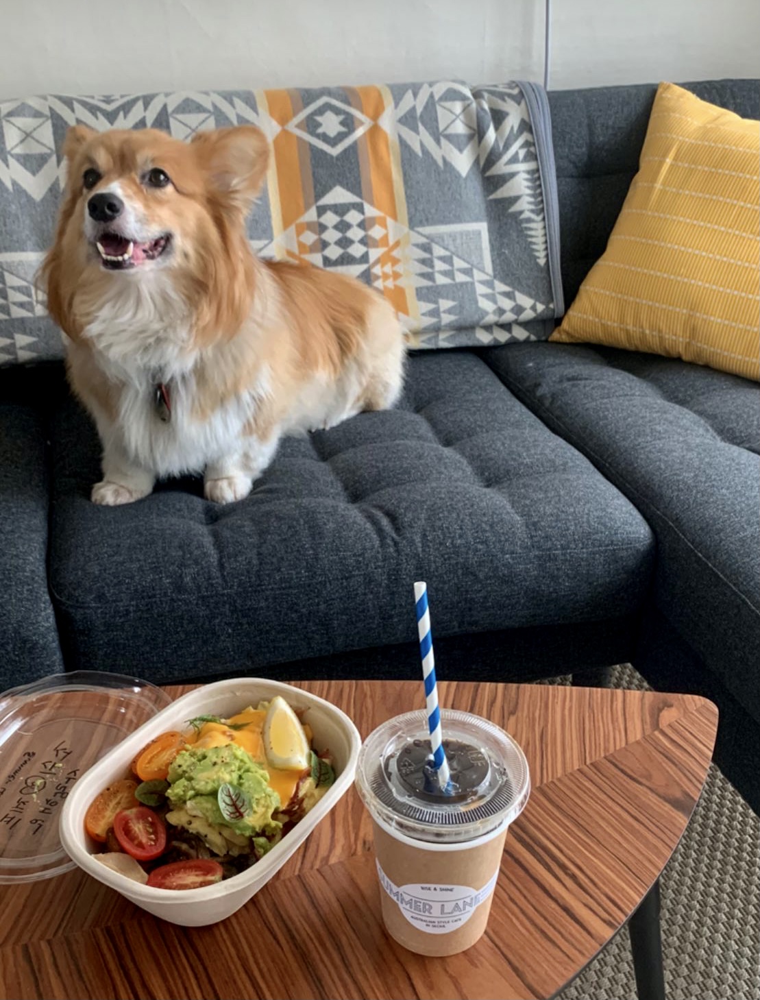 A corgi sits on a grey sofa next to a takeout container of brunch food and an iced coffee on a wooden table.